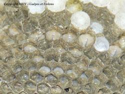 stades larves D.saxonica