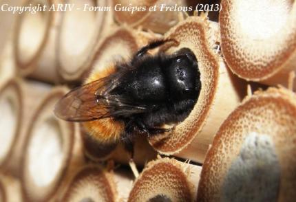 osmia cornuta dans un nichoir à abeilles solitaires