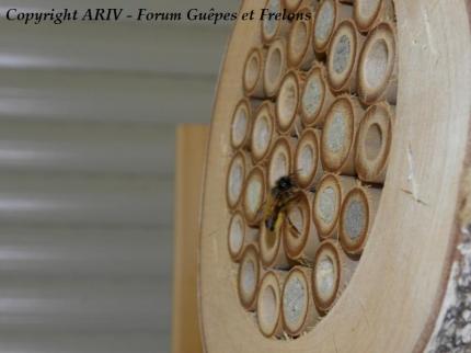 osmia rufa dans nichoir à abeilles solitaires