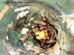 Portrait d'une ouvrière de Vespa crabro