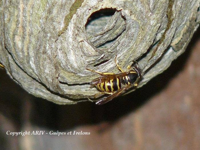 12 - Dolichovespula saxonica