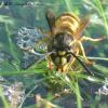 Portrait Vespula vulgaris 3