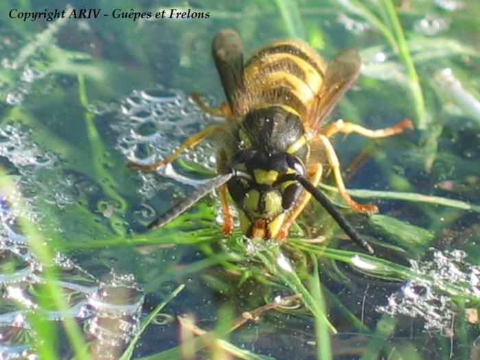 Portrait Vespula vulgaris 3