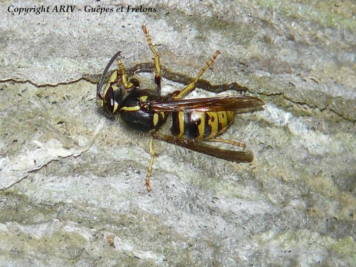 13 - Dolichovespula saxonica