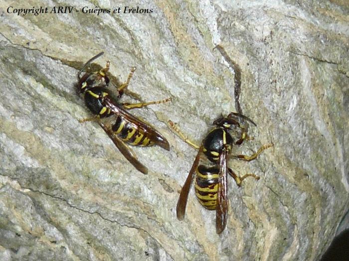 14 - Dolichovespula saxonica