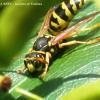 Toilette d'une ouvrière de Polistes dominulus