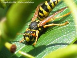 Toilette d'une ouvrière de Polistes dominulus