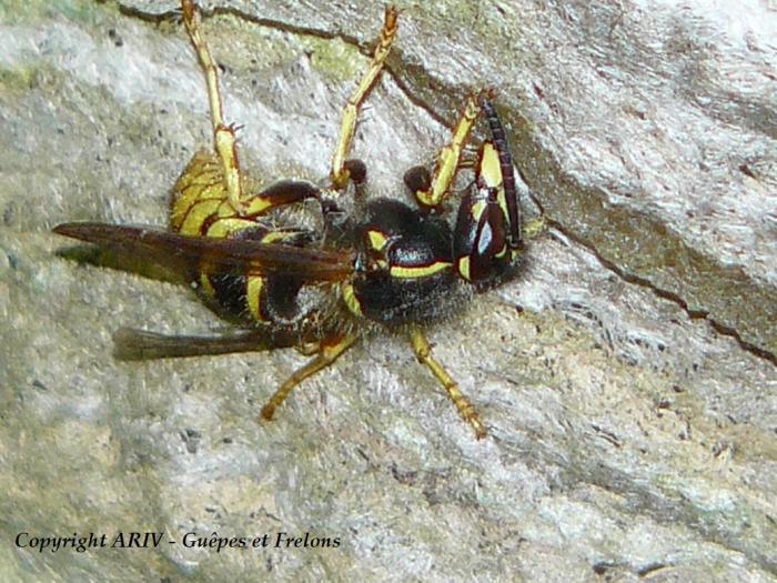 15 - Dolichovespula saxonica