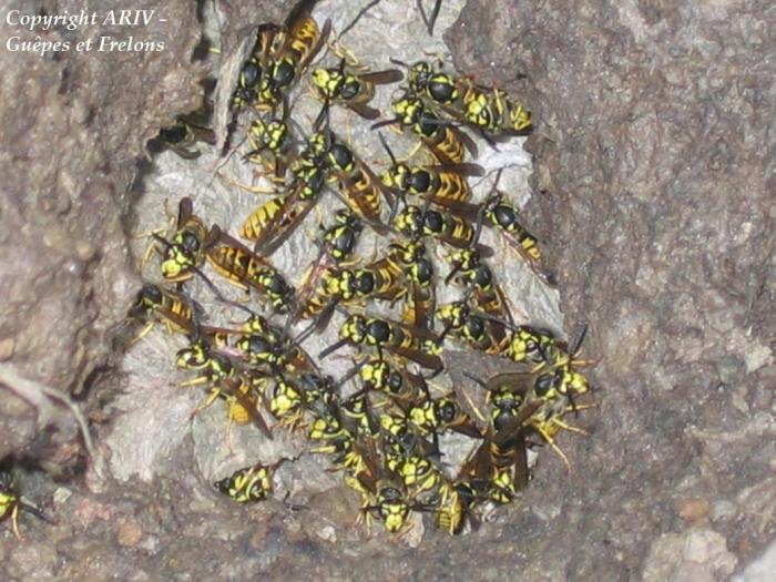 28 - Vespula germanica