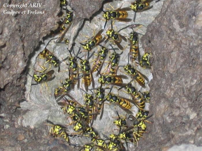 29 - Vespula germanica