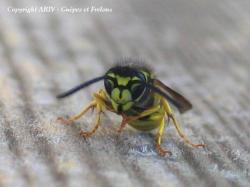 Portrait d'une ouvrière de la guêpe germanique Vespula germanica