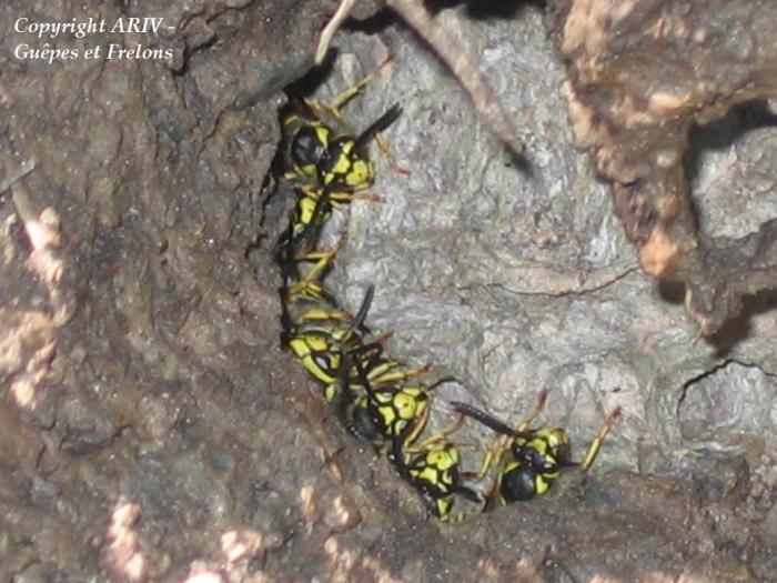 30 - Vespula germanica