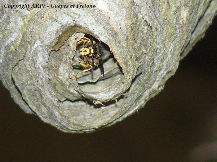 31 - Dolichovespula saxonica