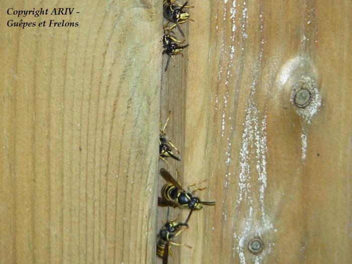 32 - Dolichovespula saxonica