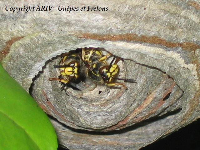 33 - Dolichovespula media