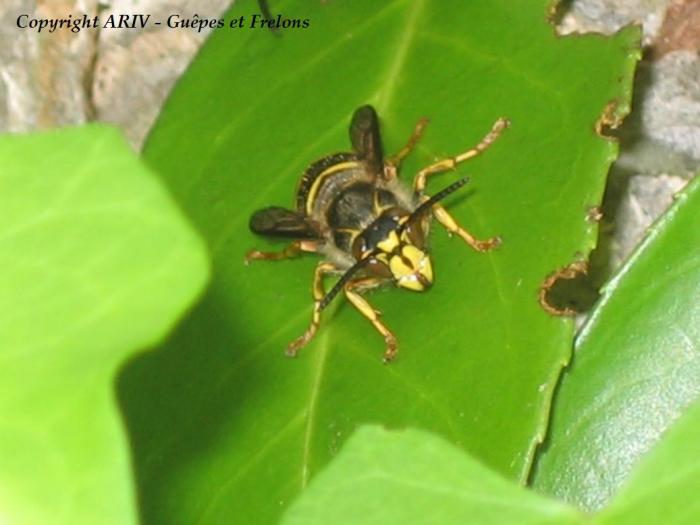 34 - Dolichovespula media