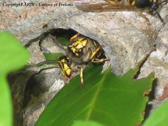 35 - Dolichovespula media