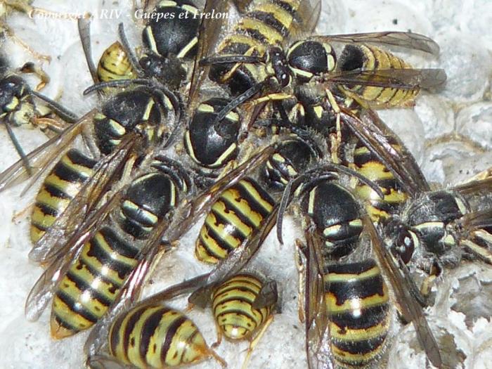 49 - Dolichovespula saxonica