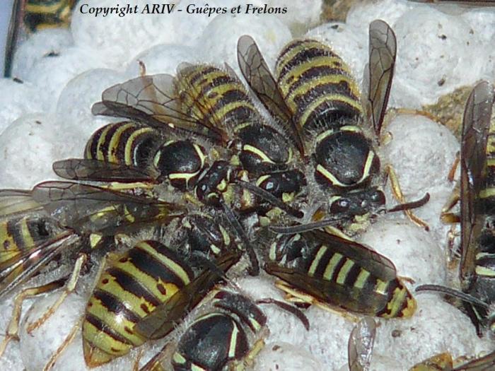 50 - Dolichovespula saxonica