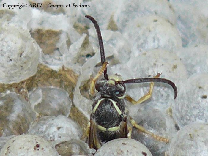 51 - Dolichovespula saxonica