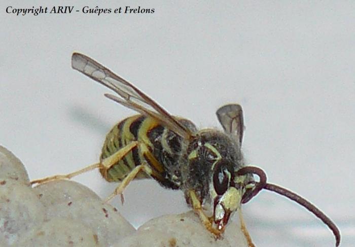 52 - Dolichovespula saxonica