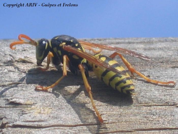 53 - Polistes dominulus