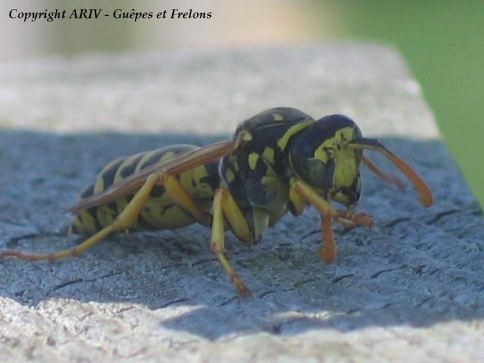 54 - Polistes dominulus