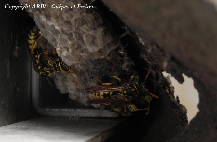 55 - Polistes dominulus
