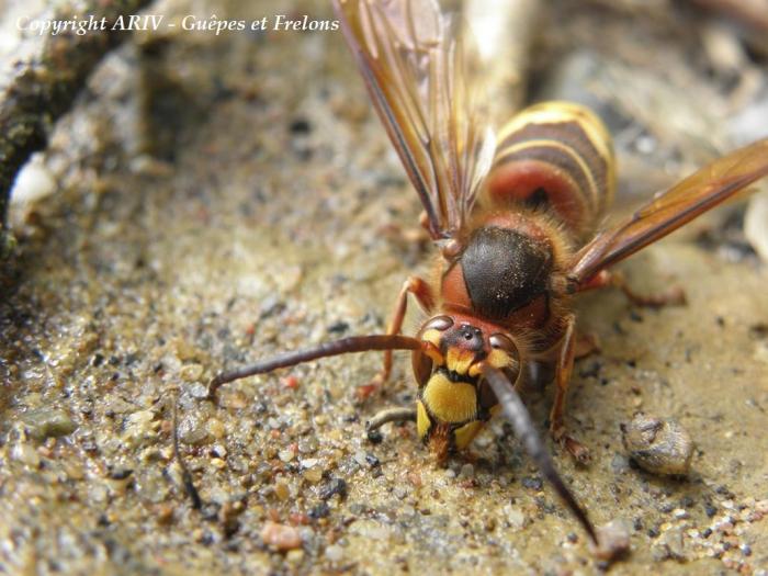 56 - Vespa crabro