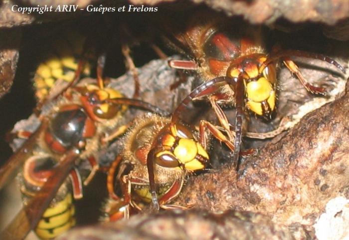 58 - Vespa crabro