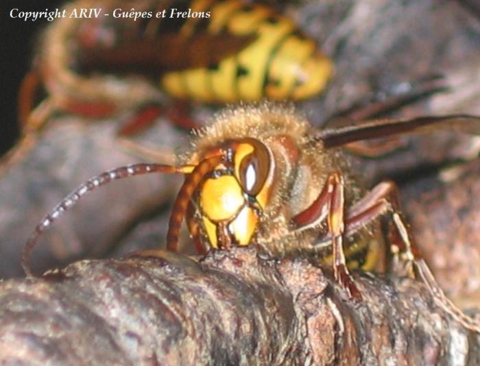 59 - Vespa crabro
