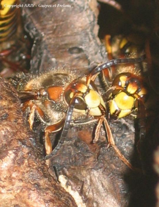 60 - Vespa crabro