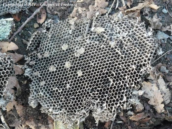 71 - Rayons Vespula germanica