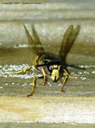 Ouvrière de la guêpe saxonne Dolichovespula saxonica