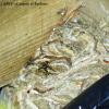 Ouvrière de Dolichovespula saxonica sur le nid