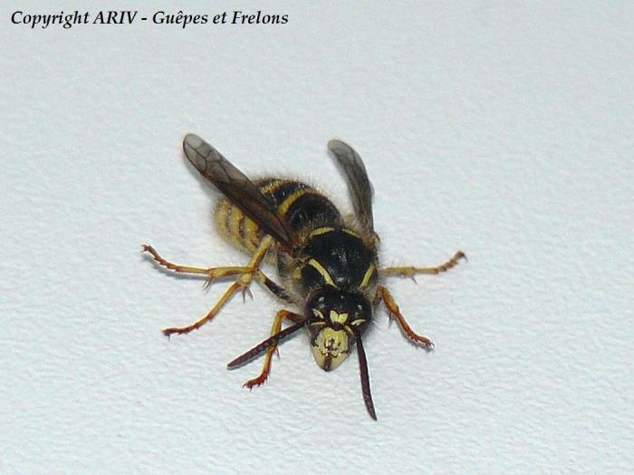 Fondatrice de Dolichovespula saxonica, portrait