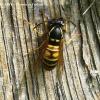 Ouvrière de la guêpe rousse Vespula rufa raclant des fibres de bois