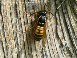 Ouvrière de la guêpe rousse Vespula rufa raclant des fibres de bois