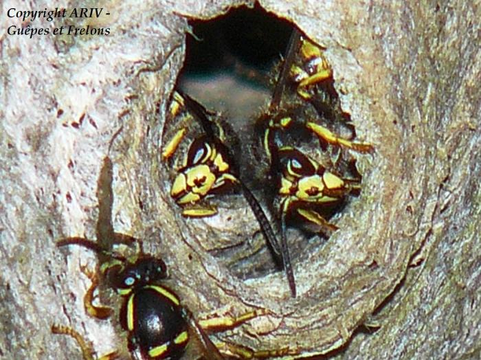 Portrait d'ouvrières de Dolichovespula saxonica