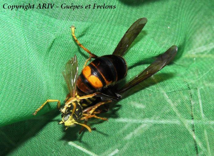 Chasse frelon asiatique