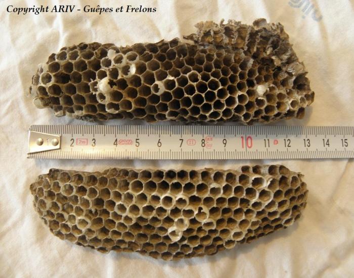 69 - Nids Polistes dominulus
