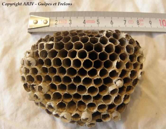 70 - Nid Polistes dominulus