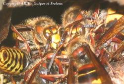 mélée mâles Vespa crabro 1