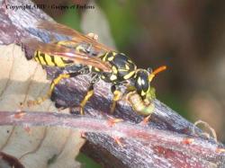 chasse Polistes 1