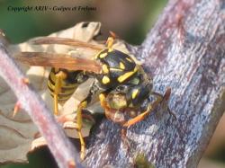 chasse Polistes 2