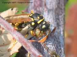 chasse Polistes 3