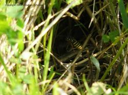 jeune nid Vespula vulgaris