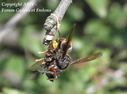 proie vespa velutina frelon asiatique